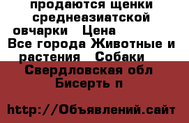 продаются щенки среднеазиатской овчарки › Цена ­ 30 000 - Все города Животные и растения » Собаки   . Свердловская обл.,Бисерть п.